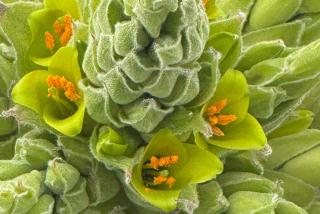 Puyja Blüte Makroaufnahme