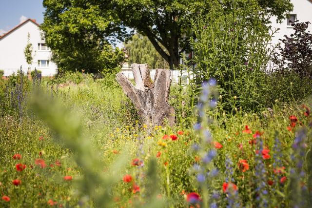 Insektenschutz im eigenen Garten