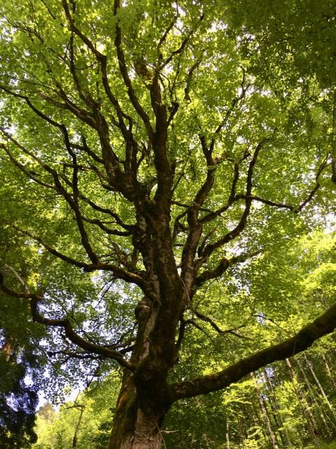 Sicht von unten in die Baumkrone eine grün beblätterten Baums. 