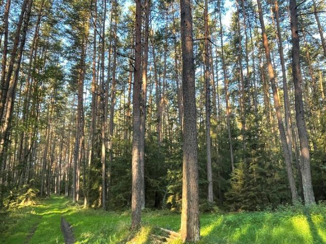 Blick in einen sommerlichen Wald