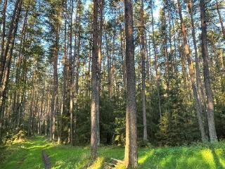 Blick in einen sommerlichen Wald