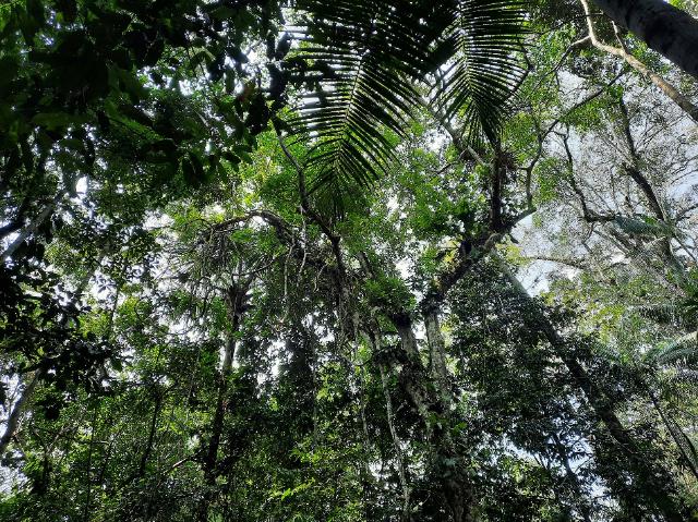Regenwald im Amazonasgebiet.