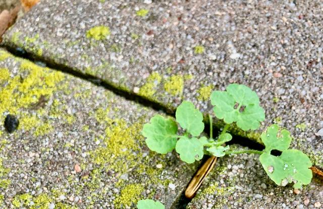 Pflanze in Pflasterfuge