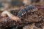 Glühwürmchenlarve mit Schnecke
