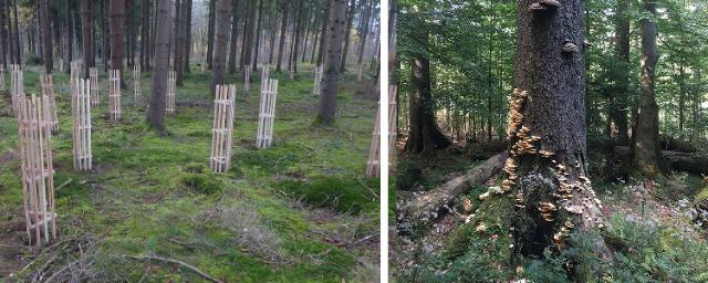 Anpflanzung und Totholz