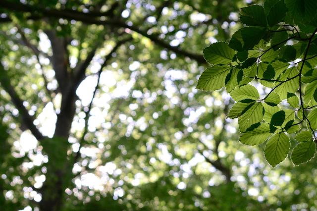 Buchenblätter, verschwommener Hintergrund