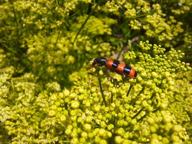 Bienenwolf auf Petersilienpflanze.