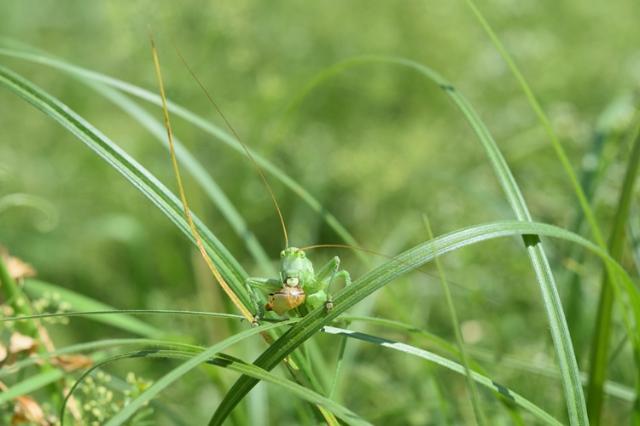 Zu sehen ist ein Heupferd, das eine Schnecke frisst.