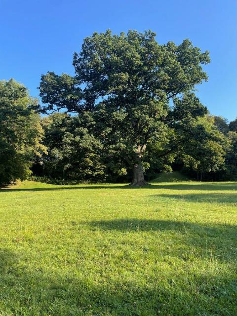 Baum auf einer Wiese 