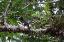 tropischer Vogel
