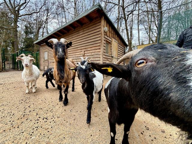 Ziegen im Streichelgehege des Tierpark Röhrensee
