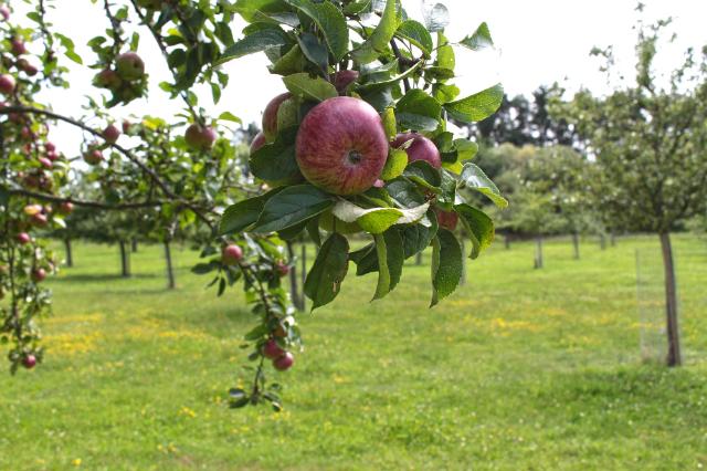 Streuobstwiese im ÖBG