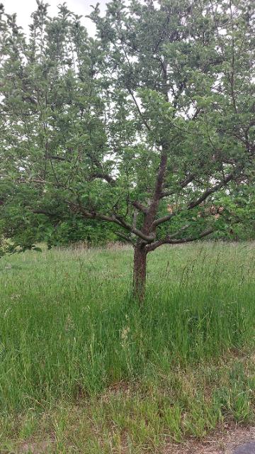 Obstbaum mit Wasserreiser
