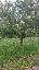 Obstbaum mit Wasserreiser