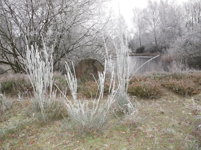 Frostige Heide im Ökologisch-Botanischen Garten, Uni Bayreuth.