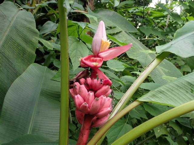 Wildbanane im Tropenwaldhaus des ÖBG.