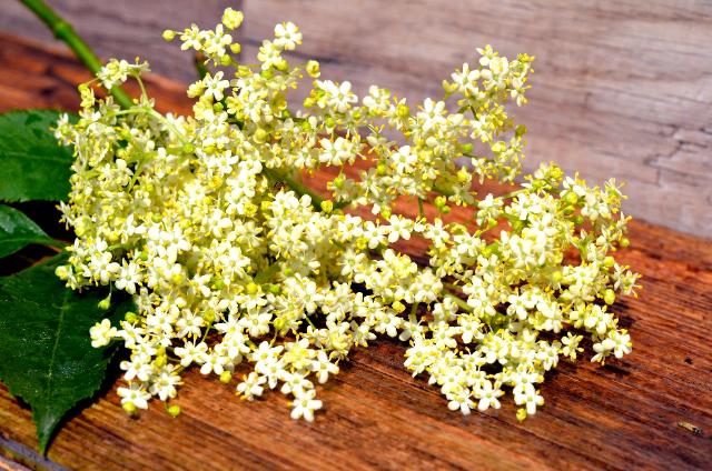 Rezepte mit Holunder