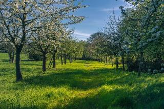 Wiesenweg zwischen blühenden Bäumen
