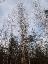 Bäume Betula pendula