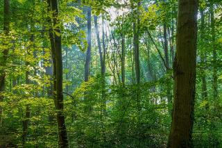frischer Laubwald