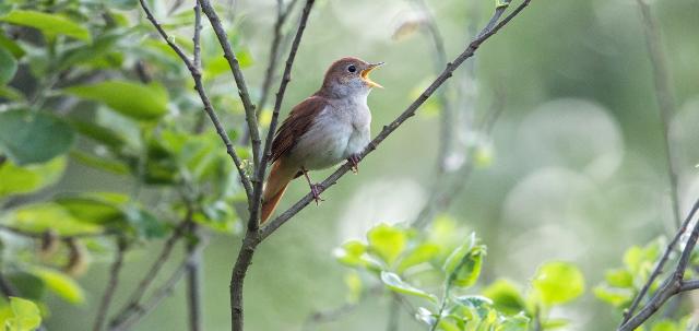 Nachtigall sitzt auf einem Ast