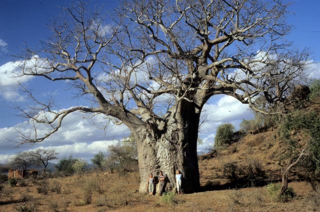 Baobab-Tree