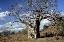 Baobab-Tree