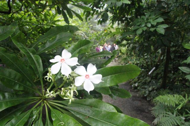 Im Gewächshaus für Tropischen Tieflandregenwald im Ökologisch-Botanischen Garten der Uni Bayreuth.