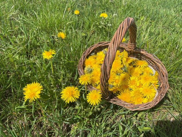 Korb mit gesammelten Löwenzahnblüten steht auf einer Wiese