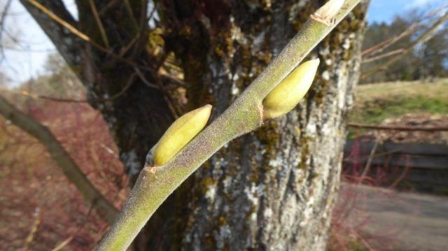 Knospen einer Salix Caprea