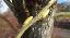 Knospen einer Salix Caprea