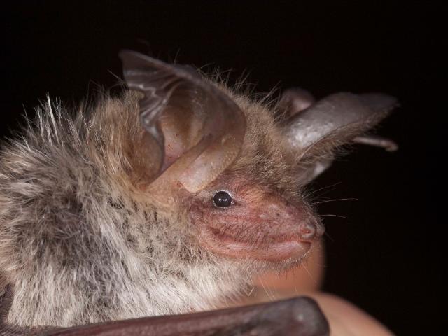 Fledermaus1