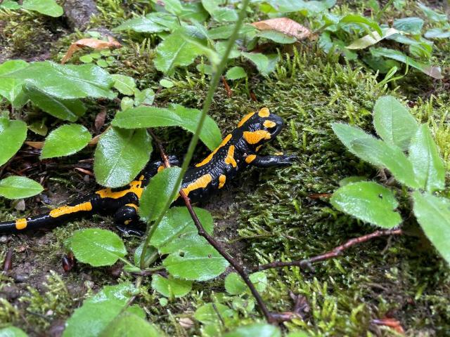 Feuersalamander im Moos und zwischen Blättern