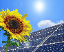 Sonnenblume vor Solarpanel