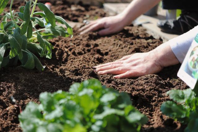 Hände drücken frische Erde in einem Beet fest. 