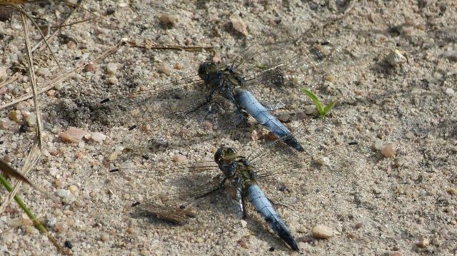 Zwei Libellen: Grosser Blaupfeil