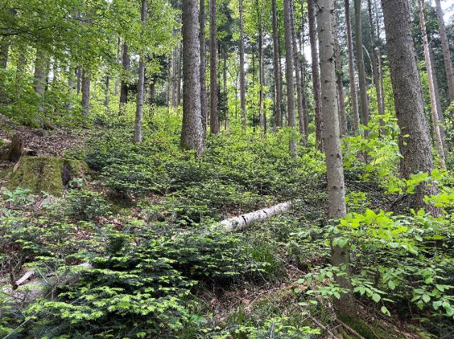 gepflegter Wald