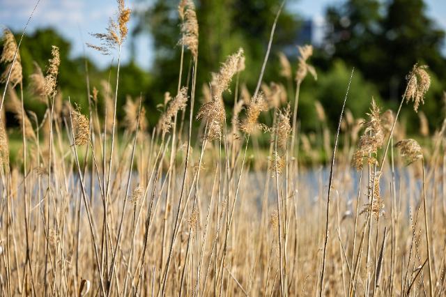 Schilfgras mit Blick auf Teich