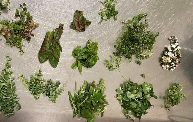 Gesammelte Wildkräuter sortiert auf einem Tablett