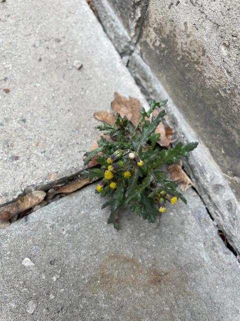 Pflanze wächst aus Pflastersteinen heraus