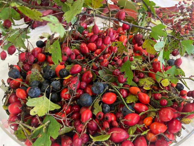 Wilde Herbstfrüchte