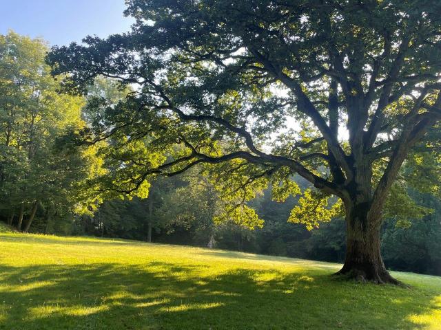 Baum auf Wiese im Sonnenlicht
