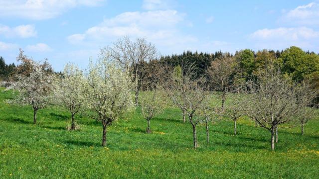 Weiß blühende Obstbäume auf Wiese