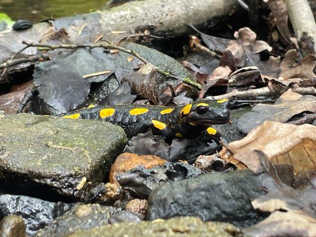 Feuersalamander zwischen Steinen mit Wasser