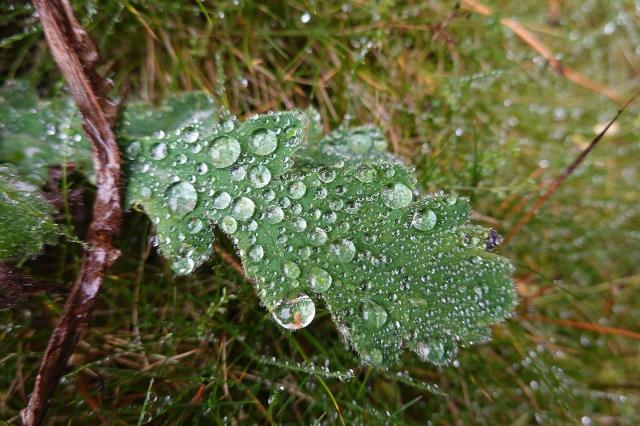 Wassertropfen auf Blatt