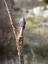 Knospe einer Alnus glut