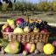 Korb mit Obst