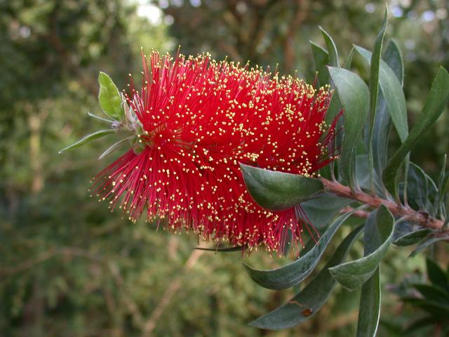 Blüte des Zylinderputzers