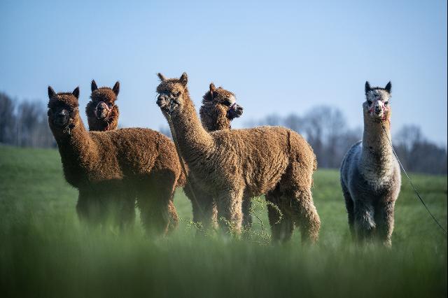 Alpakas