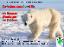 Eisbär